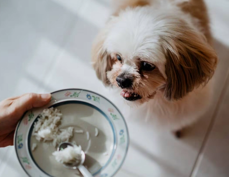 dog upset stomach remedies