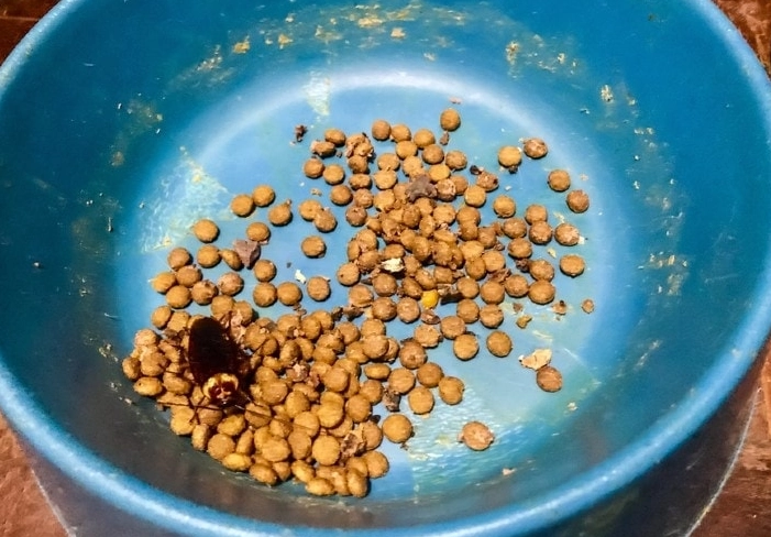 safe human food for dogs