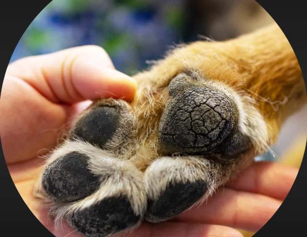natural paw balm for dogs
