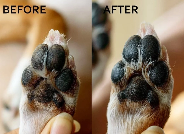 causes of dry dog paws
