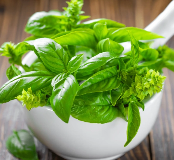 is basil safe for dogs