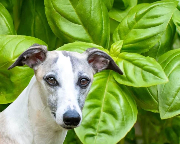can dogs eat basil