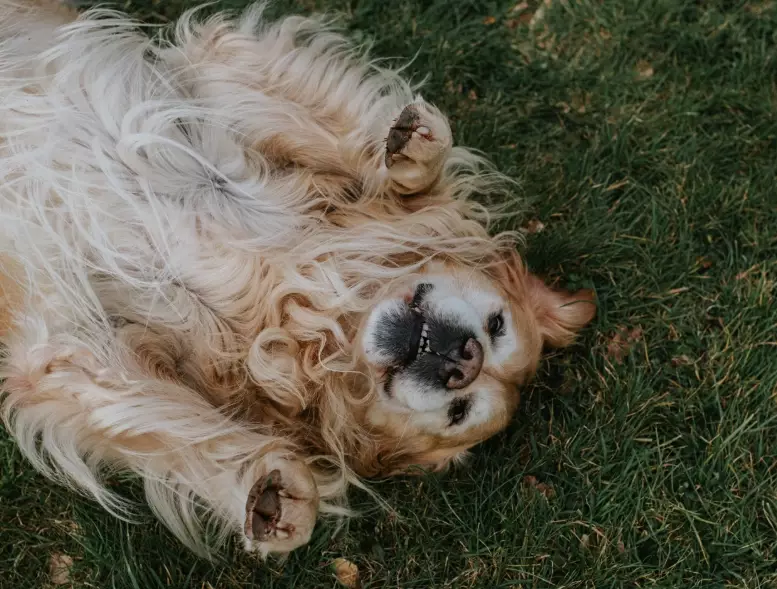 dry dog paws home remedies