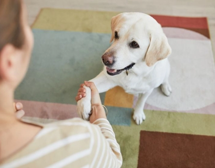 causes of dry dog paws