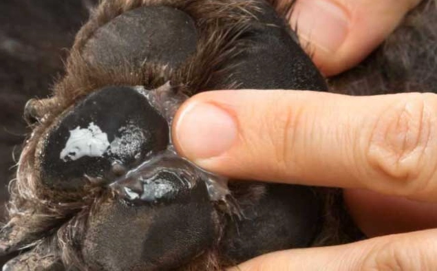 natural paw balm for dogs