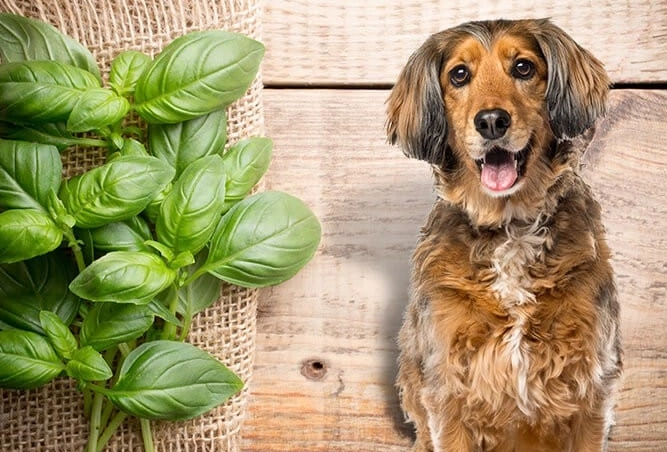 can dogs eat basil