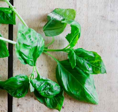 basil for dogs