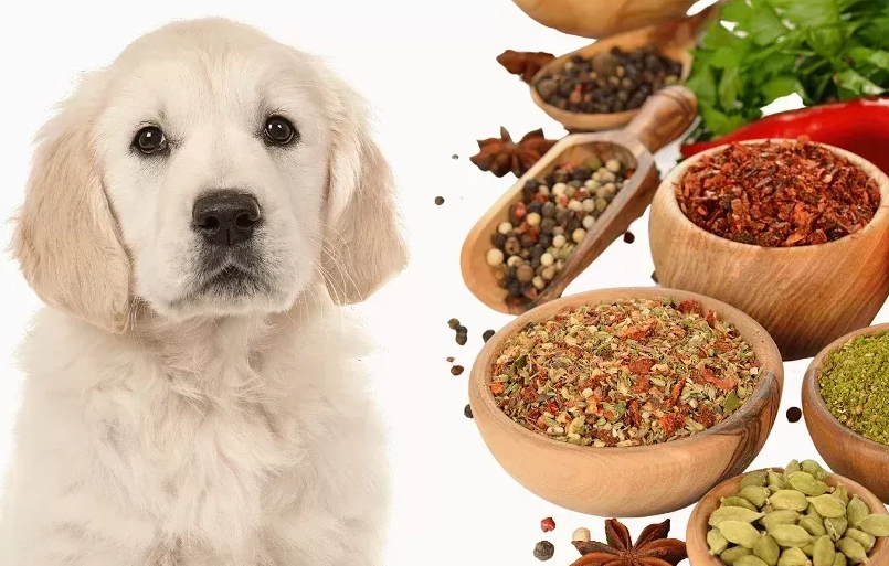 Herbs and spices good for dogs