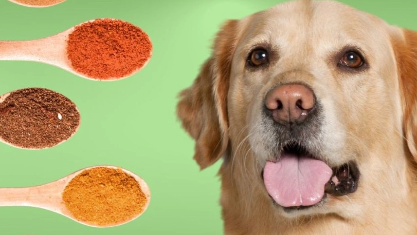 Which seasonings are safe for dogs?