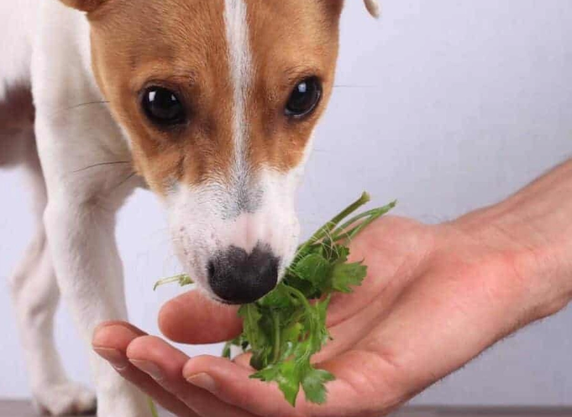 turmeric for dogs turmeric for dogs