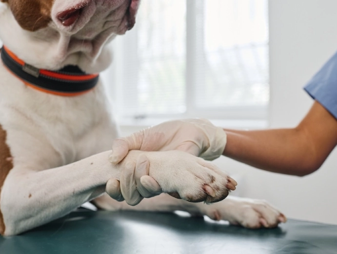 how to clean dog paws how to clean dog paws