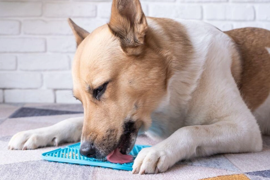 safe herbs for dogs