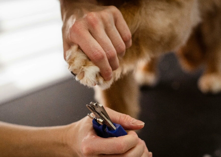 dog paw care dog paw care