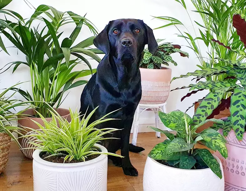 dog safe fall flowers dog safe fall flowers