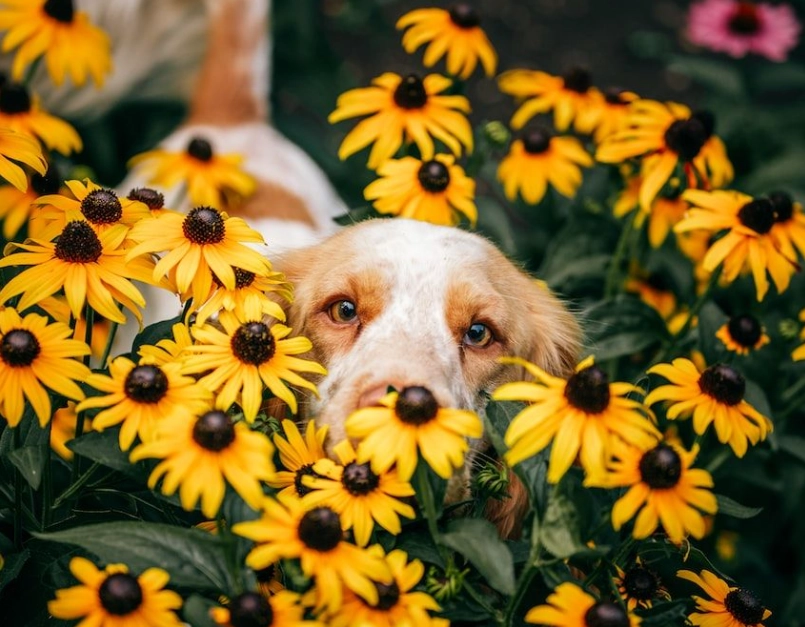 autumn flowers toxic to dogs autumn flowers toxic to dogs