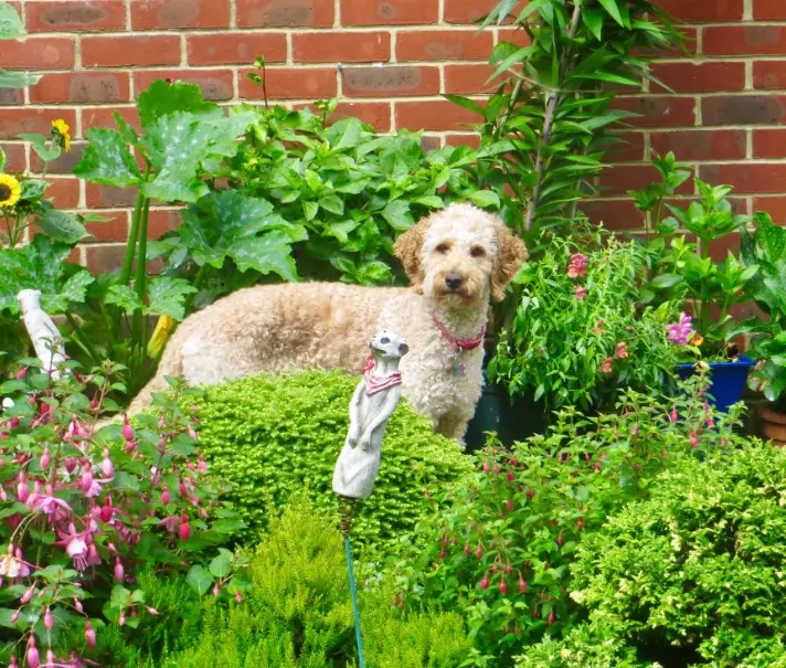 autumn flowers toxic to dogs autumn flowers toxic to dogs
