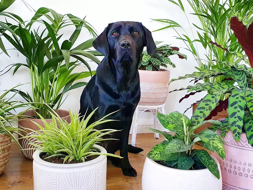dog safe flowers
