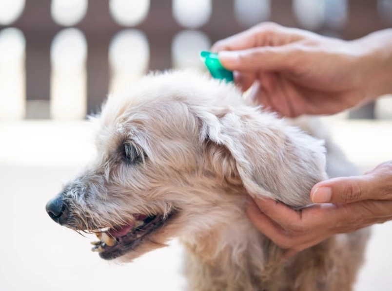 herbs for dogs fleas