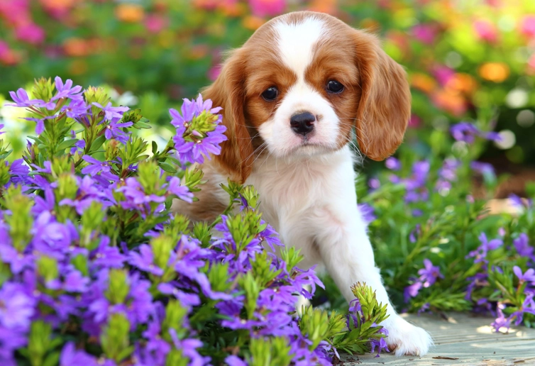 plants toxic to dogs