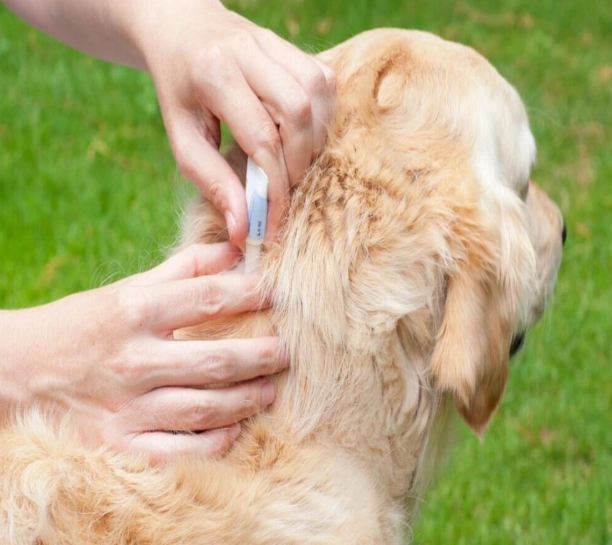 What herbs are good for dogs fleas
