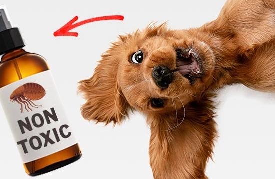 natural flea repellent for dogs