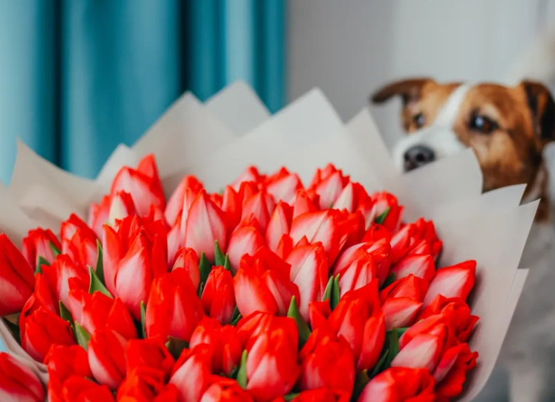 poisonous flowers for dogs