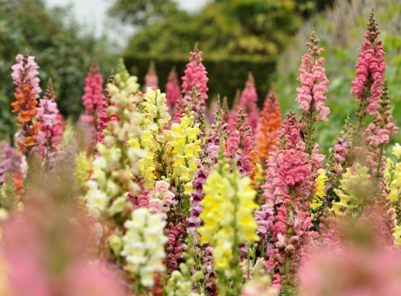 dog safe flowers