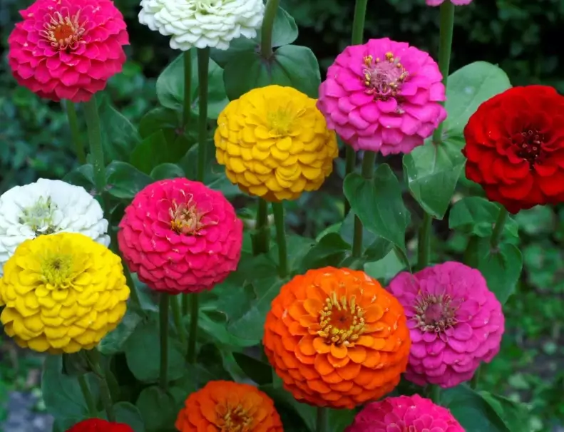plants toxic to dogs